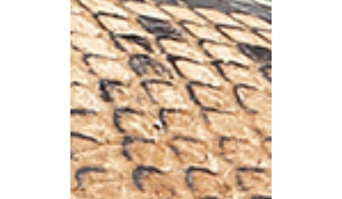 Sarto Oak Espadrille Sandal - Beige Multi Snake Leather
